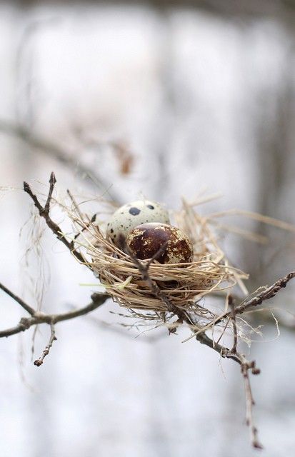nest